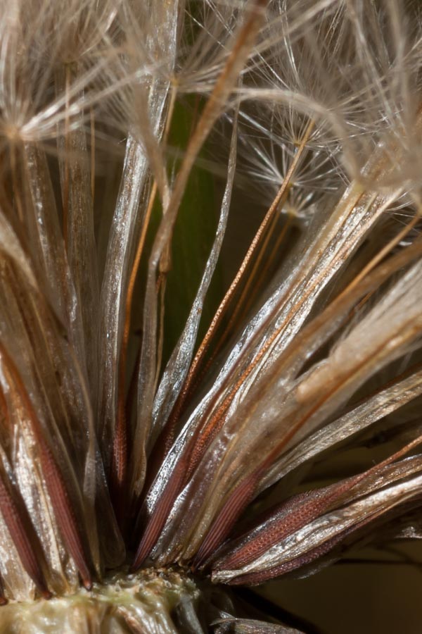 Hypochaeris radicata / Costolina giuncolina